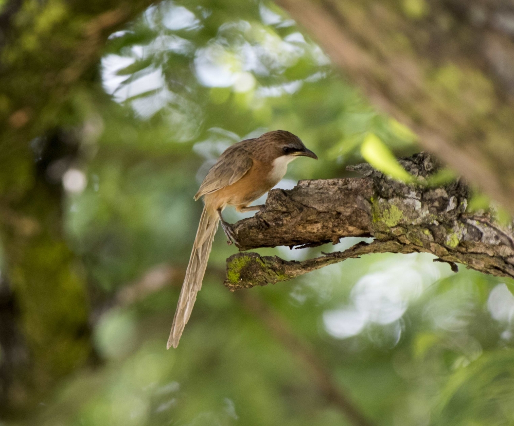 Central Western Myanmar Birding 10 Days